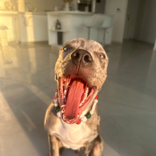 Secrets about Reactive Dogs