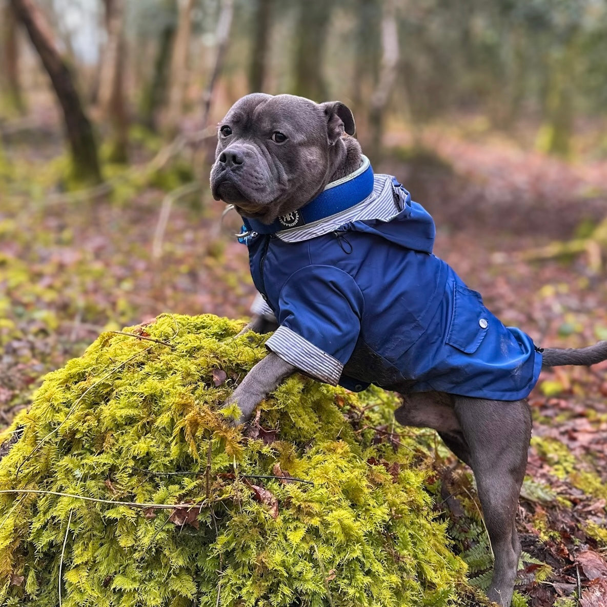 Rain Jacket +