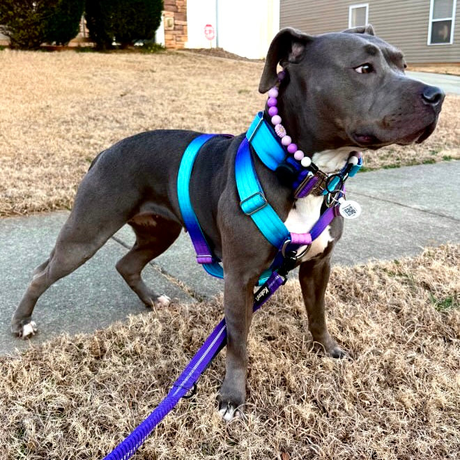 Harness & Lead Kit