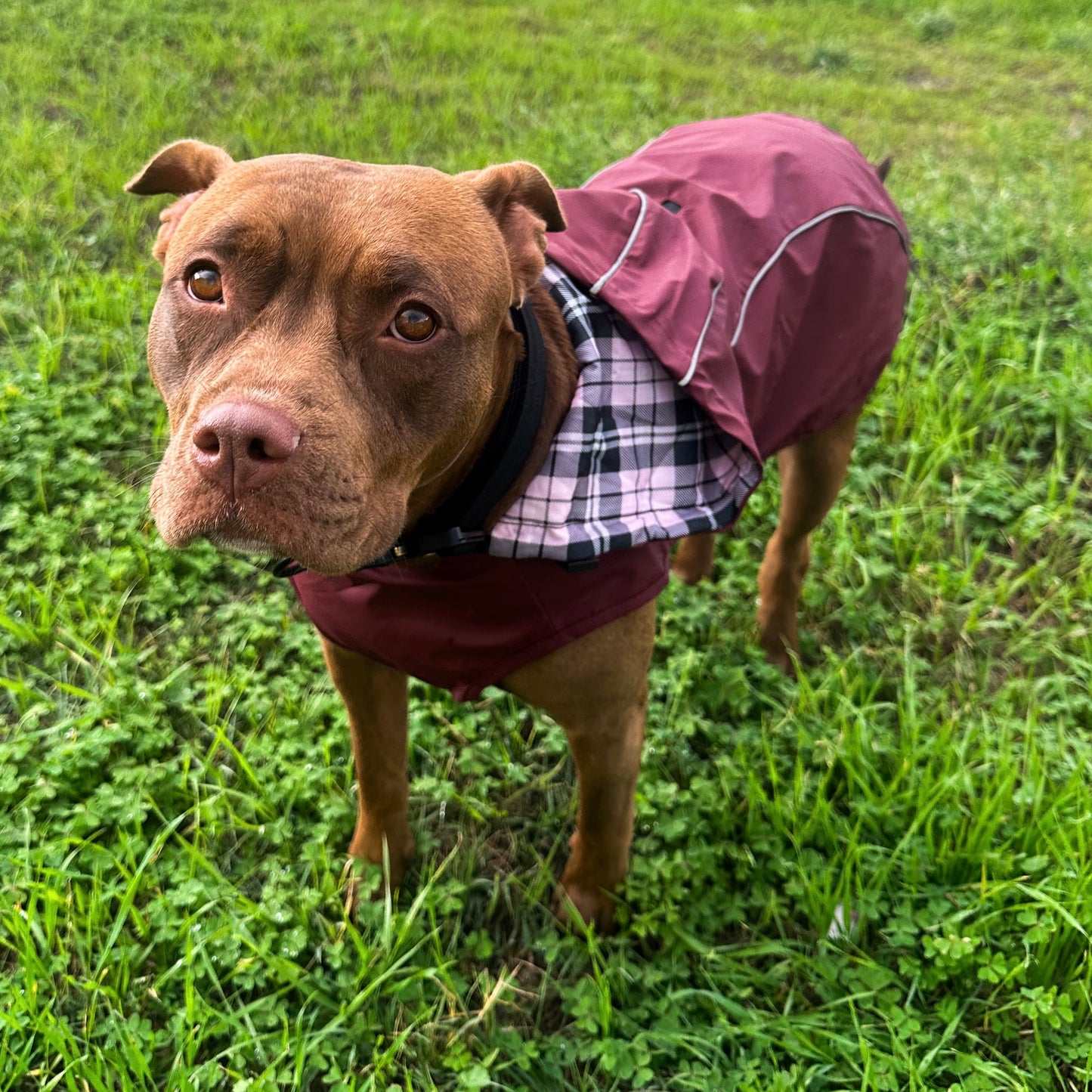 Rain Jacket - Water Resistent Jacket