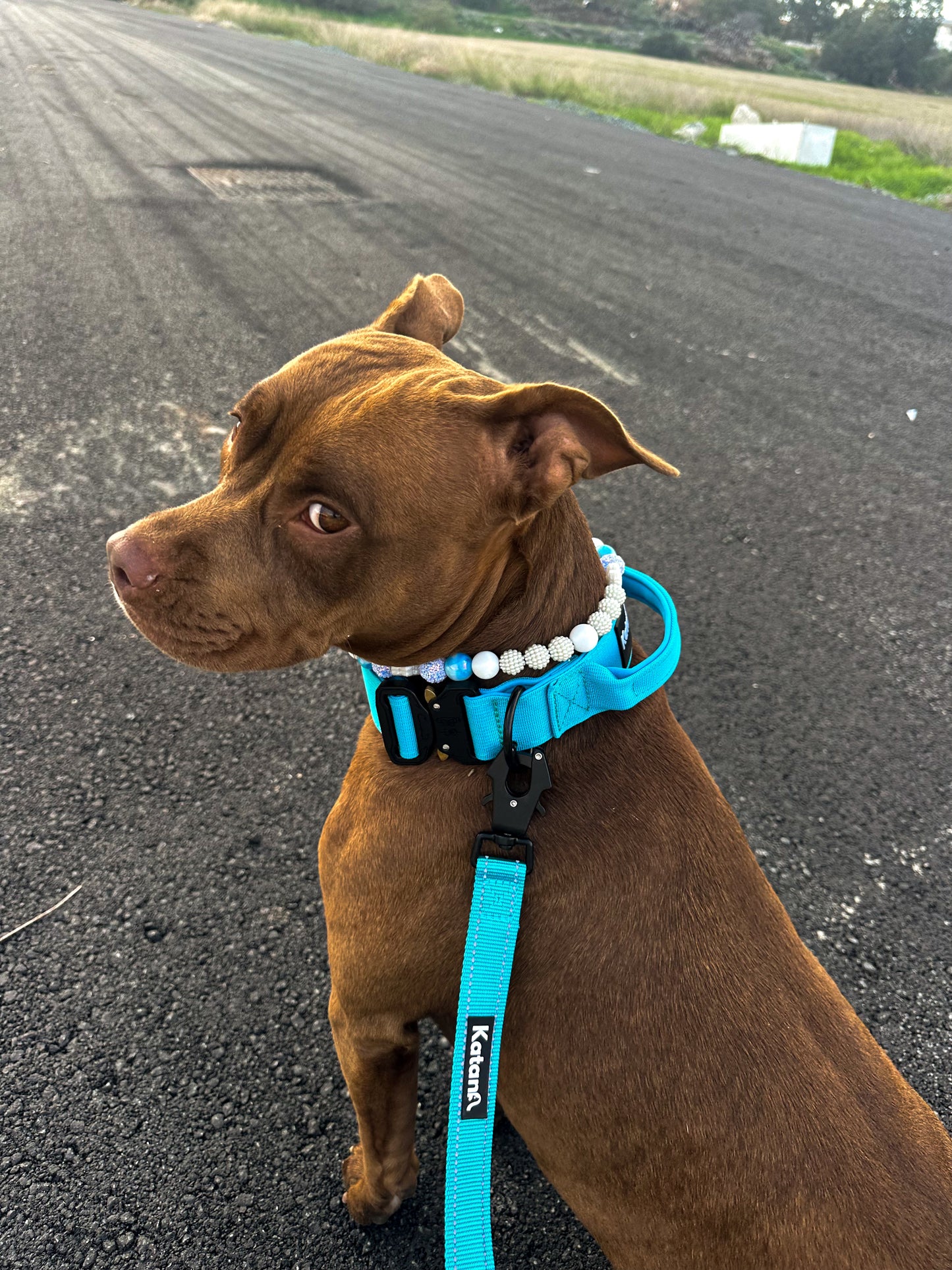 Combat Collar