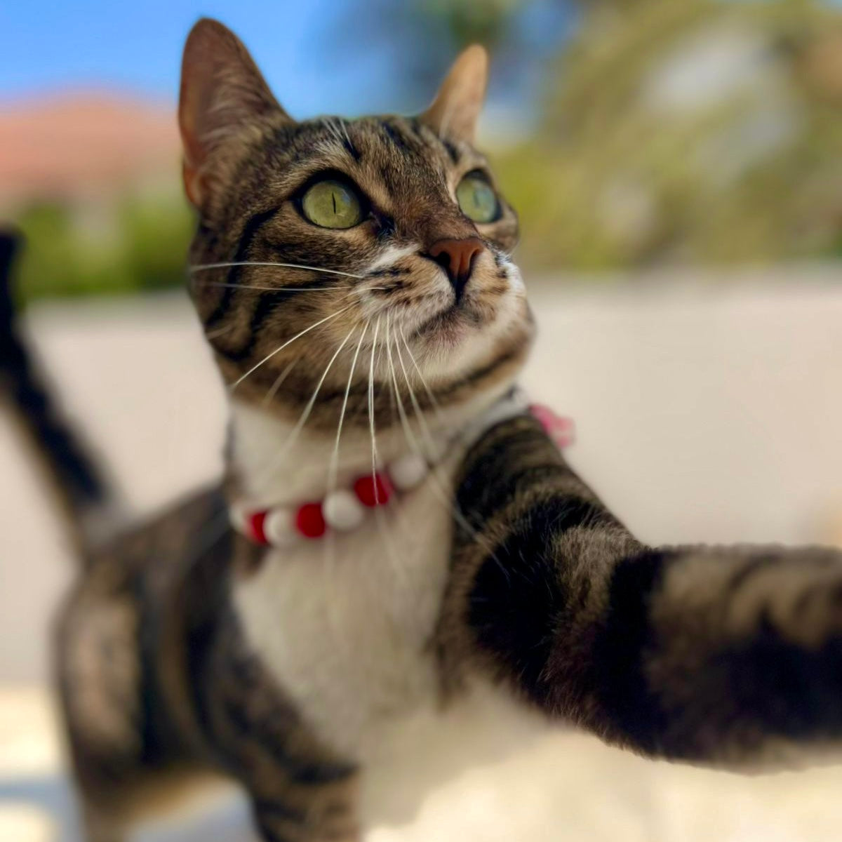 Beaded Necklace for Cats