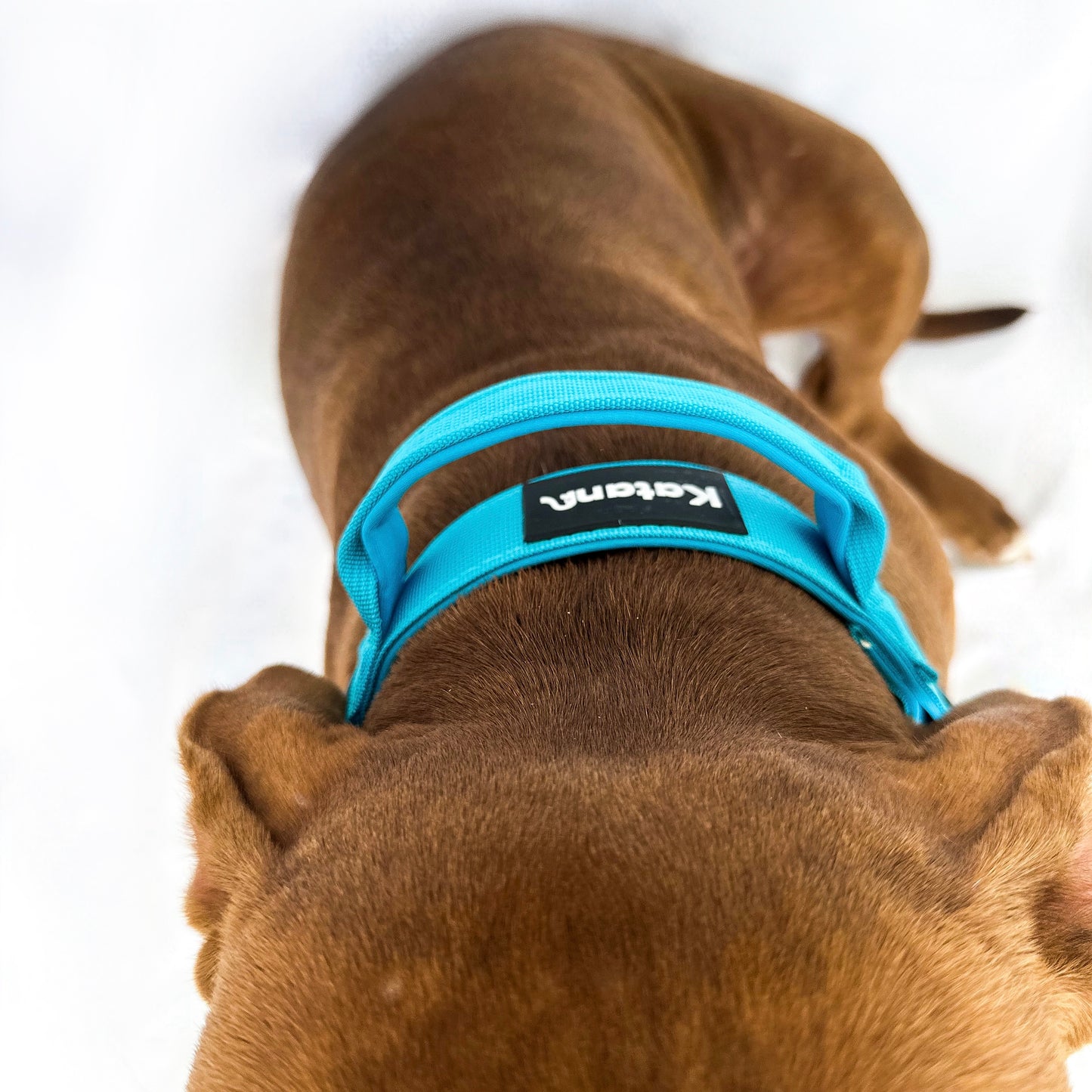 Combat Collar