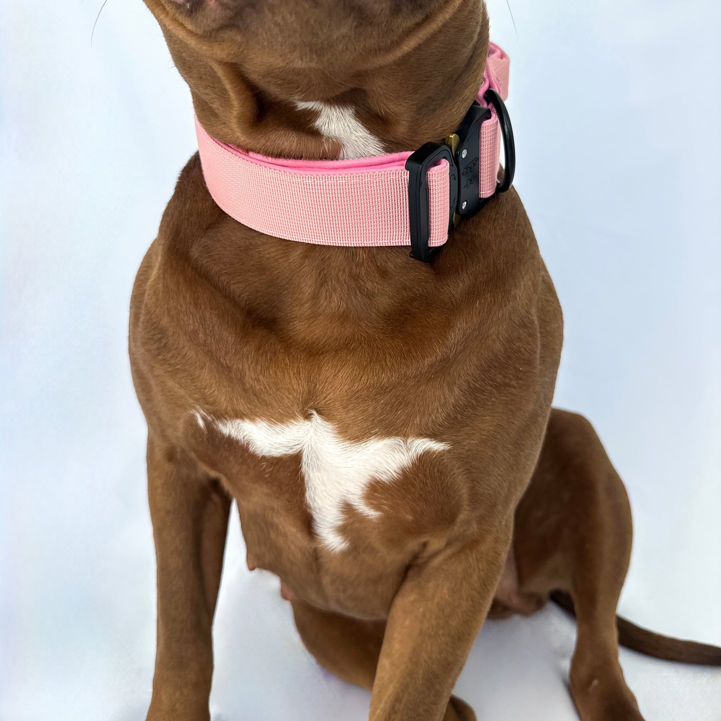 Combat Collar